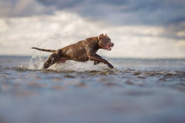 Kumsaldaki köpek. Aktif pitbull teriyeri denizin arka planında koşar
