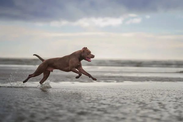 Cão na praia. Ativo pit bull terrier corre no fundo do mar — Fotografia de Stock