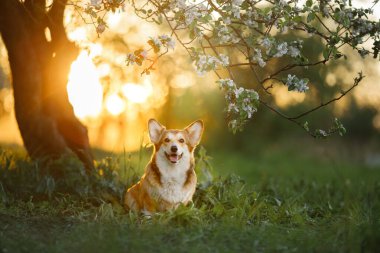 Portre köpeği. Galli Corgi Pembroke doğada, çimlerin üzerinde