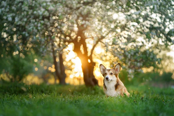 Pies portretowy. Welsh corgi pembroke w przyrodzie, na trawie — Zdjęcie stockowe