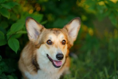 Portre köpeği. Galli Corgi Pembroke doğada, çimlerin üzerinde