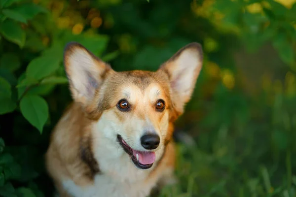 Ritratto cane. Corgi gallesi pembroke in natura, sull'erba — Foto Stock