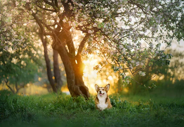 Portret hond. Welsh corgi pembroke in de natuur, op het gras — Stockfoto