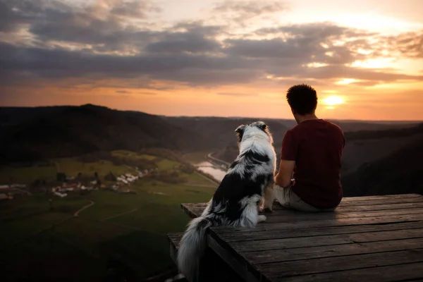Een man met een hond bij zonsondergang. lopen met een huisdier. Australische Herder en eigenaar in de natuur — Stockfoto