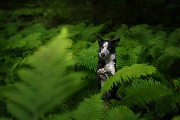 Perro en el helecho. Collie borde blanco y negro en el bosque. Trópicos. —  Fotos de Stock