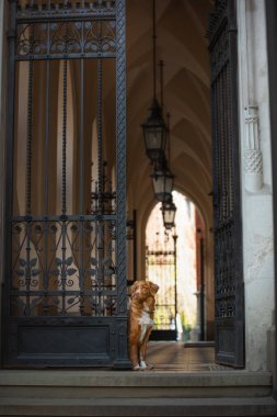 Köpek metal bir kapının arkasından dışarı bakıyor. Nova Scotia Duck Tolling Retriever şehrin tarihi binasında