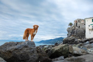Denizdeki köpek. Nova Scotia Duck Tolling Retriever bir taşın üzerinde ve suya bakıyor.. 