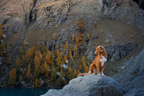 Σκύλος στα βουνά. Nova Scotia Duck Tolling Retriever στην κορυφή των βράχων στο ηλιοβασίλεμα. . Πεζοπορία με ένα κατοικίδιο ζώο — Φωτογραφία Αρχείου