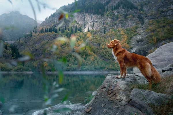 Perro en una piedra en un lago de montaña. humor de otoño. Nova Scotia Pato Retriever peaje en el fondo de la naturaleza — Foto de Stock