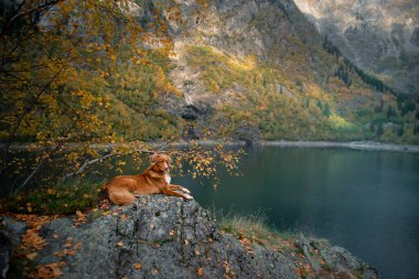 Dağ gölündeki bir taşın üzerindeki köpek. Sonbahar havası. Nova Scotia Ördek Tolling Retriever doğa arka planında