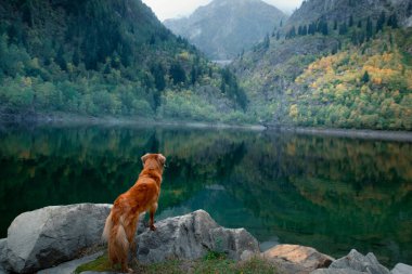 Dağ gölündeki bir taşın üzerindeki köpek. Sonbahar havası. Nova Scotia Ördek Tolling Retriever doğa arka planında