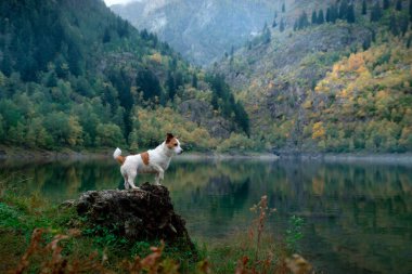Dağ gölündeki bir taşın üzerindeki köpek. Sonbahar havası. Jack Russell Terrier doğa üzerine 