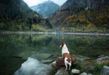 Dağ gölündeki bir taşın üzerindeki köpek. Sonbahar havası. Jack Russell Terrier doğa üzerine 