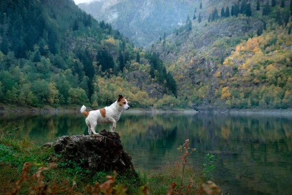 山の湖の石の上に犬。秋の気分。ジャック・ラッセル・テリア — ストック写真