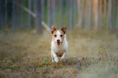 Köpek çam ormanında koşar. Doğada küçük aktif Jack Russell