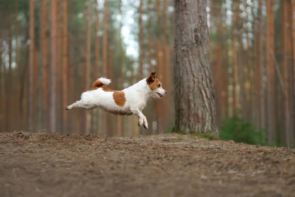 Perro corre en un bosque de pinos. poco activo jack russell en la naturaleza — Foto de Stock