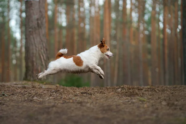 Perro corre en un bosque de pinos. poco activo jack russell en la naturaleza — Foto de Stock