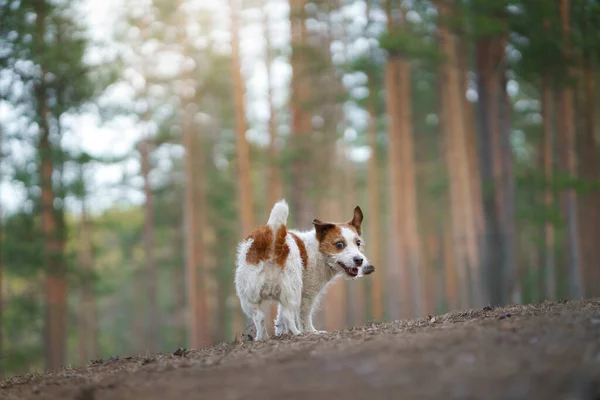 Cane corre in una pineta. piccolo jack attivo russell in natura — Foto Stock