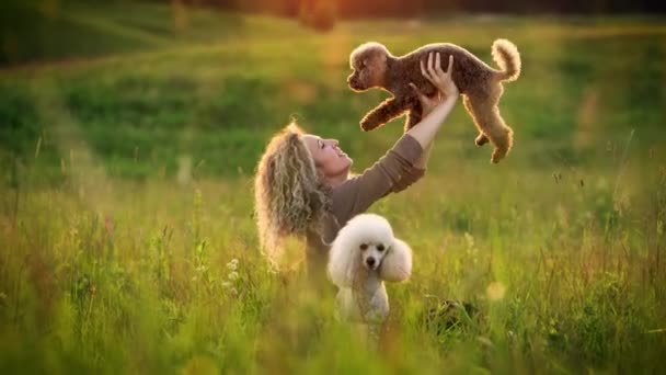 Mulheres com cabelo encaracolado e dois poodles em um campo no por do sol. Animais de estimação bonitos e seu proprietário — Vídeo de Stock