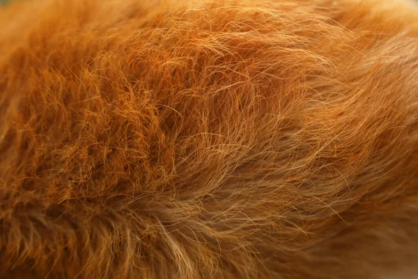 Texture de fourrure de chien. cheveux roux, gros plan — Photo