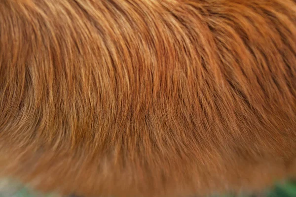Hundpälsstruktur. rödhårig, närbild — Stockfoto