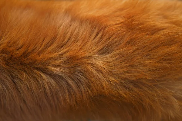 Dog fur texture. red-haired, close-up — Stock Photo, Image