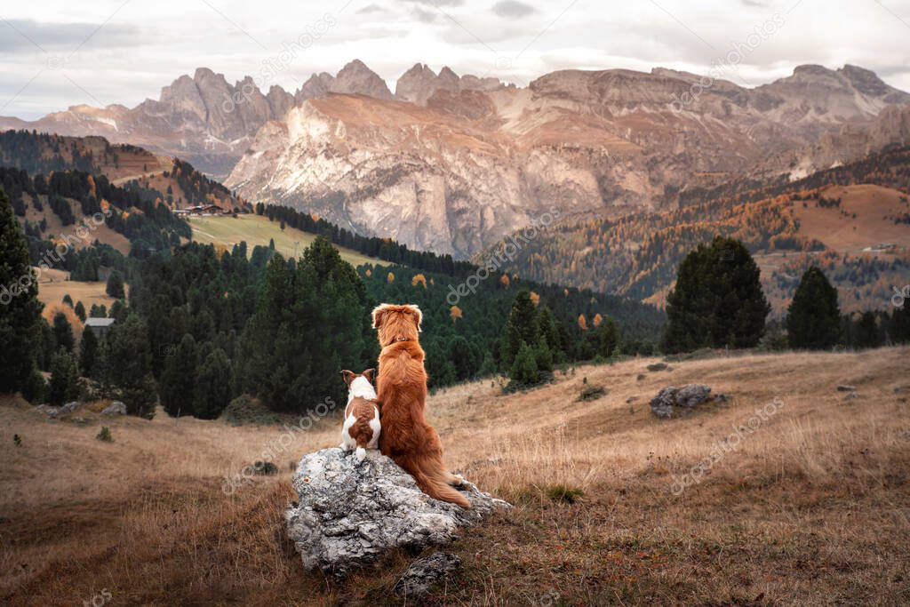 two dogs in travel. autumn Mountain view. landscape with a pet