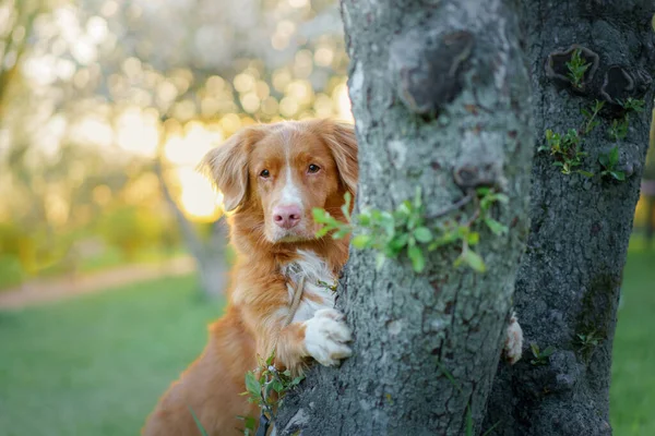 Ağaçtaki köpek. Nova Scotia Duck Tolling Retriever 'ın çiçekleri. Doğada evcil hayvan — Stok fotoğraf