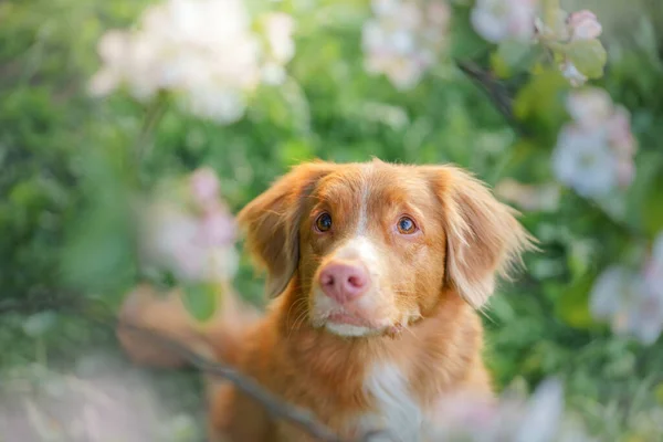 Pes na stromech. Nova Scotia Duck Tolling Retriever v květinách. Domácí mazlíček na přírodě — Stock fotografie