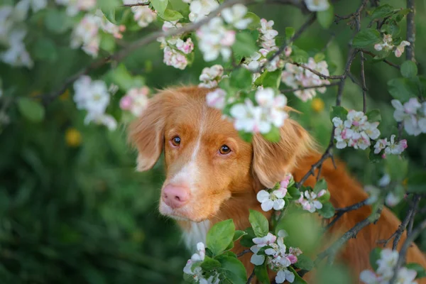 Cão nas árvores. Nova Scotia Duck Tolling Retriever em flores. Pet na natureza — Fotografia de Stock