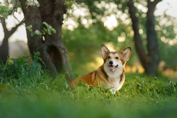 Портрет Собаки Природе Красный Белый Валлийский Пемброк Корги Траве Популярная — стоковое фото