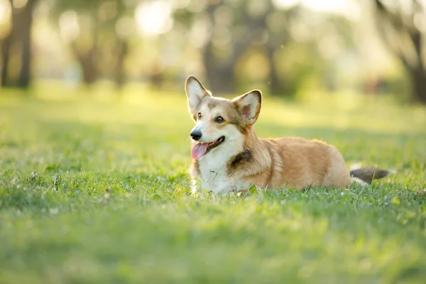 Kutya Portré Természetben Vörös Fehér Walesi Corgi Pembroke Füvön Népszerű — Stock Fotó