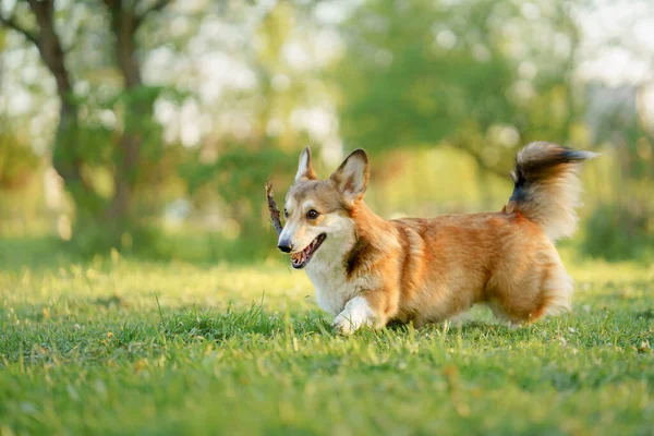 Kutya Parkban Fut Játszik Walesi Corgi Pembroke Természetben Fűben Szabadtéri — Stock Fotó