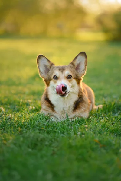 Portret Psa Naturze Czerwony Biały Walijski Corgi Pembroke Trawie Popularna — Zdjęcie stockowe