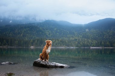 Dağ gölündeki bir köpek. Nova Scotia Duck Tolling Retriever suda. Bir evcil hayvanla seyahat et