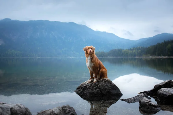 Hund Fjällsjö Nova Scotia Duck Tolling Retriever Vatten Resa Med — Stockfoto