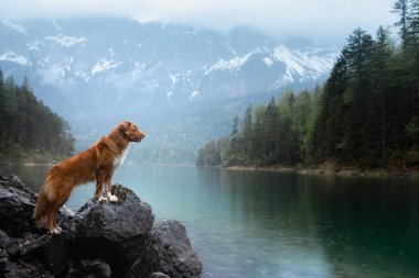 Dağ gölündeki bir köpek. Nova Scotia Duck Tolling Retriever suda. Bir evcil hayvanla seyahat et