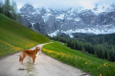 Dağlardaki köpek. Vadideki Nova Scotia Duck Tolling Retriever. Bir evcil hayvanla seyahat et