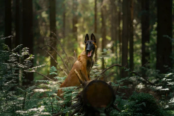 Chien Dans Forêt Malinois Dans Nature Paysage Bois Avec Animal — Photo