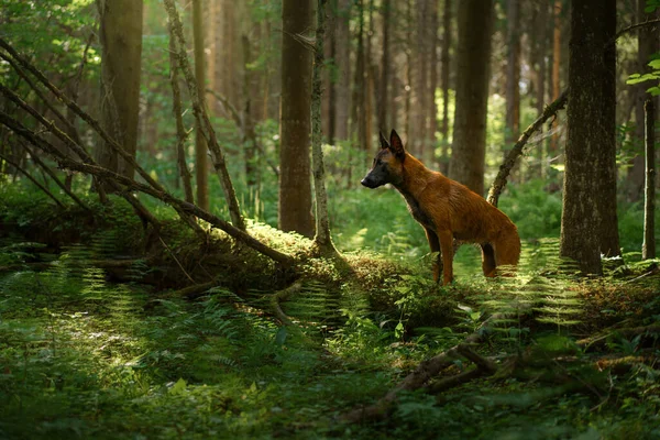 Cane Nella Foresta Malinois Natura Legno Paesaggio Con Animale Domestico — Foto Stock