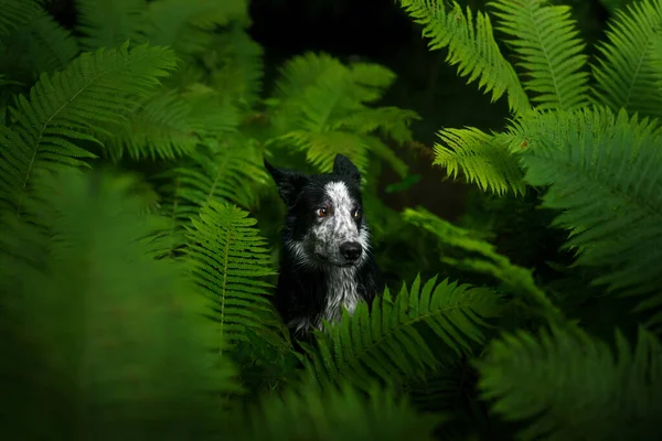 Lustiger Sommersprossiger Hund Farn Schwarz Weißer Border Collie Wald Tropenholz — Stockfoto