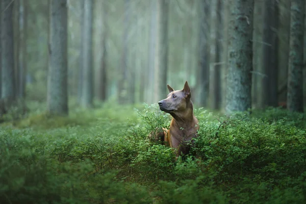 Hund Wald Rothaarige Thai Ridgeback Der Natur Waldlandschaft Mit Hund — Stockfoto