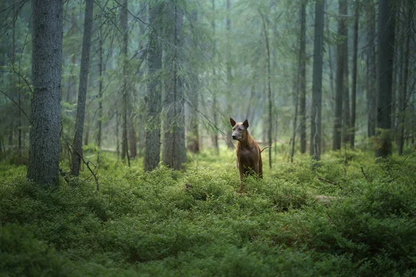 Собака Лесу Рыжеволосый Тайский Риджбэк Природе Лесной Пейзаж Собакой — стоковое фото
