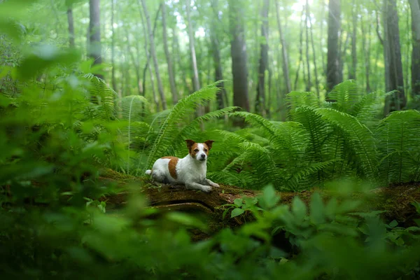 Pies Paproci Jack Russell Terrier Meczetowym Drzewie Lesie Drewno Tropikalne — Zdjęcie stockowe