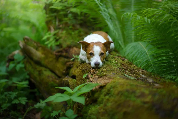 Perro Helecho Jack Russell Terrier Tronco Musgoso Bosque Madera Tropical —  Fotos de Stock