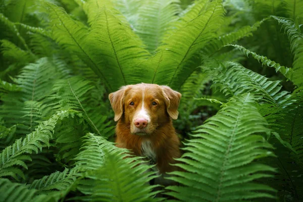 Σκύλος Στη Φτέρη Νέα Scotia Duck Tolling Retriever Στο Δάσος — Φωτογραφία Αρχείου