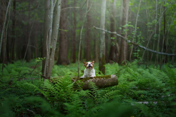 Pies Paproci Jack Russell Terrier Meczetowym Drzewie Lesie Drewno Tropikalne — Zdjęcie stockowe