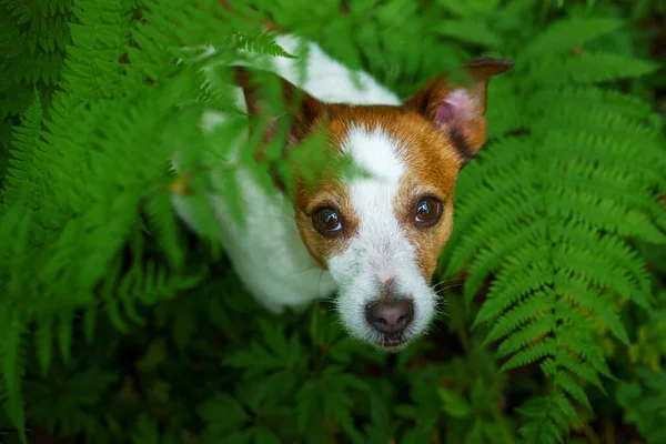 Pies Paproci Jack Russell Terrier Chowa Się Liśćmi Drewno Tropikalne — Zdjęcie stockowe