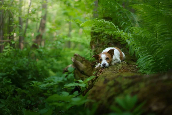 Hond Varen Jack Russell Terriër Een Mossy Log Het Bos — Stockfoto