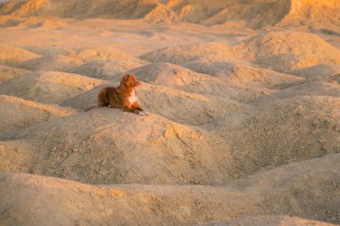 Köpek gün batımında kumlu bir taş ocağında. Nova Scotia Ördek Çalıyor tepelerdeki av köpeği. 